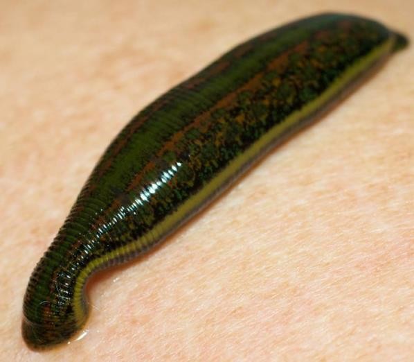 Wholesale LIVE Leeches hirudo for home treatment use blood sucking from china suppliers