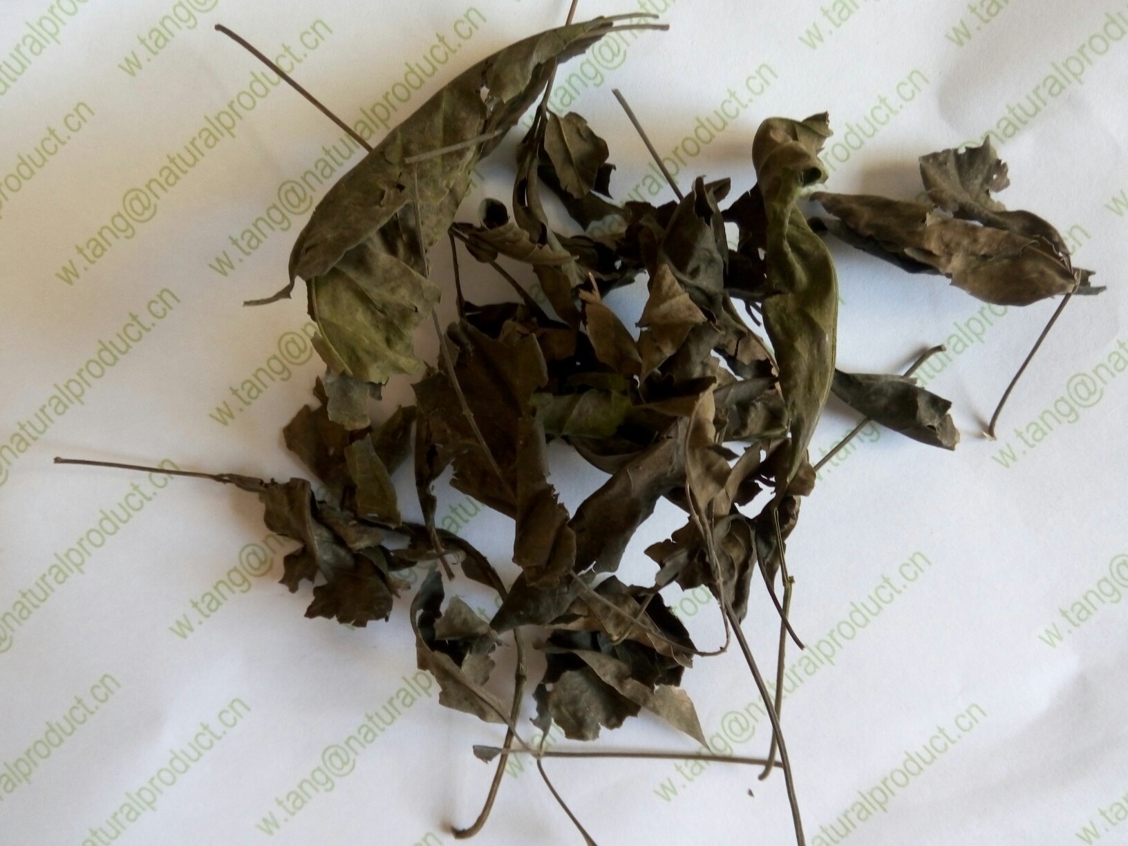 Buy cheap Vitex negundo L stems and leaves for tea and Chinese herb Huang jing Ye from wholesalers