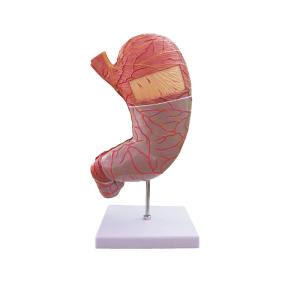 Wholesale Biology Teaching Life Size Human Anatomy Stomach Model For Hospital from china suppliers