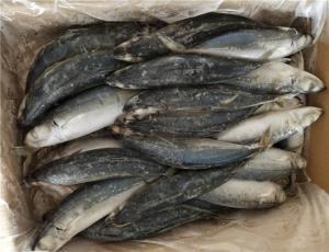 Wholesale Healthy High Protein 80g 90g IQF Frozen Round Scad from china suppliers