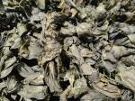 1 Year Shelf Life Kelp Kombu Sprouts Sea Vegetable Green Color Umami Taste