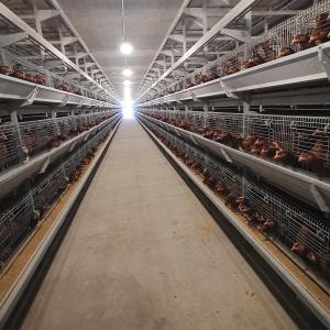 Wholesale 650x1250x2220mm Battery Poultry Cage H Type Automatic For Layer from china suppliers