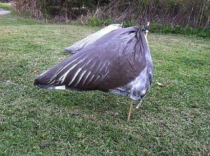 Wholesale Blue Snow Goose Rag Decoys 1 Dozen (12) + 2 FREE CANADA/SPECK Rags With Dozen! from china suppliers