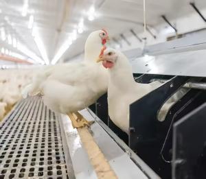 Wholesale Hot Dip Galvanized Steel Poultry Farming Cage Automatic Meat Broiler Battery Cages from china suppliers