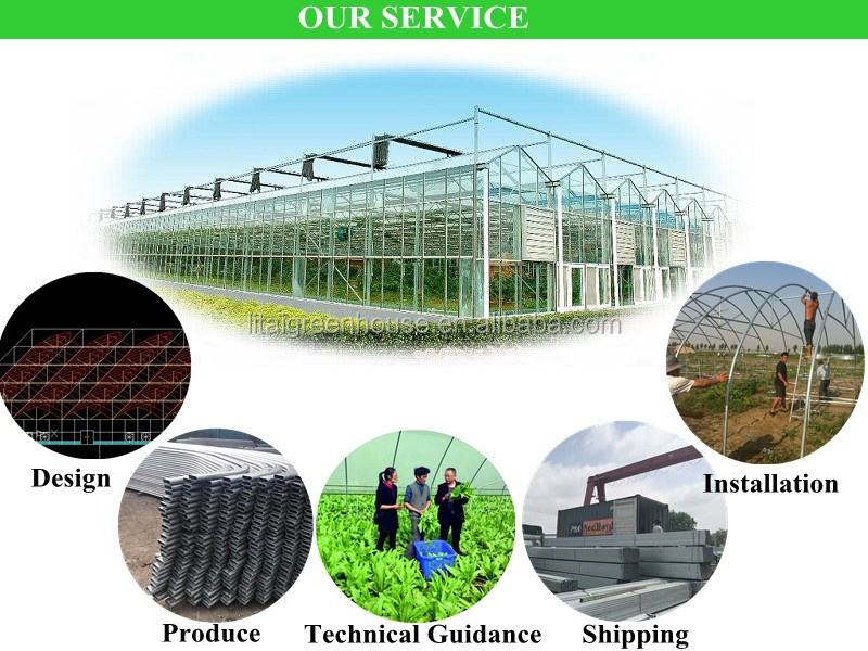 Film Covered Galvanized Greenhouse for Stable Structure and Vegetable Cultivation