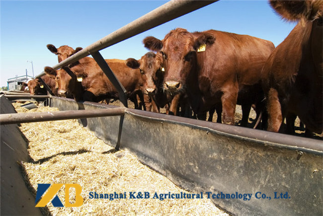 Rich Protein Fish Meal Powder / Beef Cattle Feed Ensure Animals Grow Faster