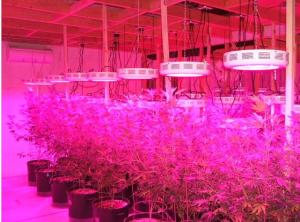 Wholesale greenhouse horticulture led grow lights with 75 LEDS from china suppliers