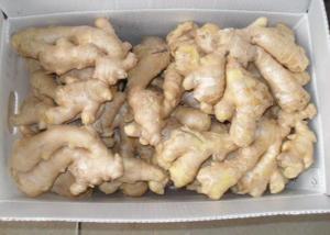Wholesale 250g Chinese no sprout Air Dried Ginger from china suppliers