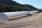 Single Tunnel PE Film Greenhouse Economic Type Vegetable Green House