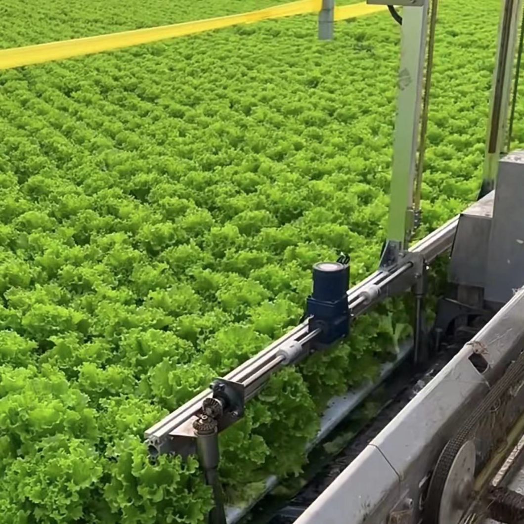 Low Cost Multi-Span Film Greenhouse