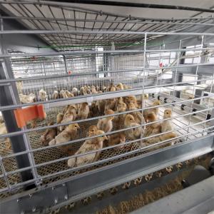 Wholesale Hot Dip Galvanized Poultry Cages For Chicken Farms Baby Chickens from china suppliers