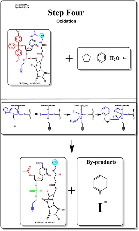 IVD Company's Nucleic Acid Oligonucleotide Synthesis Equipment for Optimal Efficiency