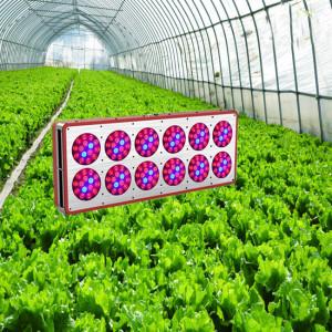 Wholesale High Power LED Grow Light,High Power LED Grow Lamps from china suppliers