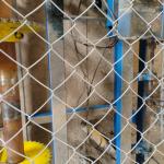 China Manufacture Quality Chain Link Fence Double Swing Gate Stainless Steel