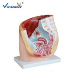 Professional Female Pelvis Model 3d Anatomy Model Pregnancy Pelvis VIC-332A