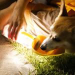 Yellow 220V-240V Dog Drink Bottle PP Light Water Bottle For Travel