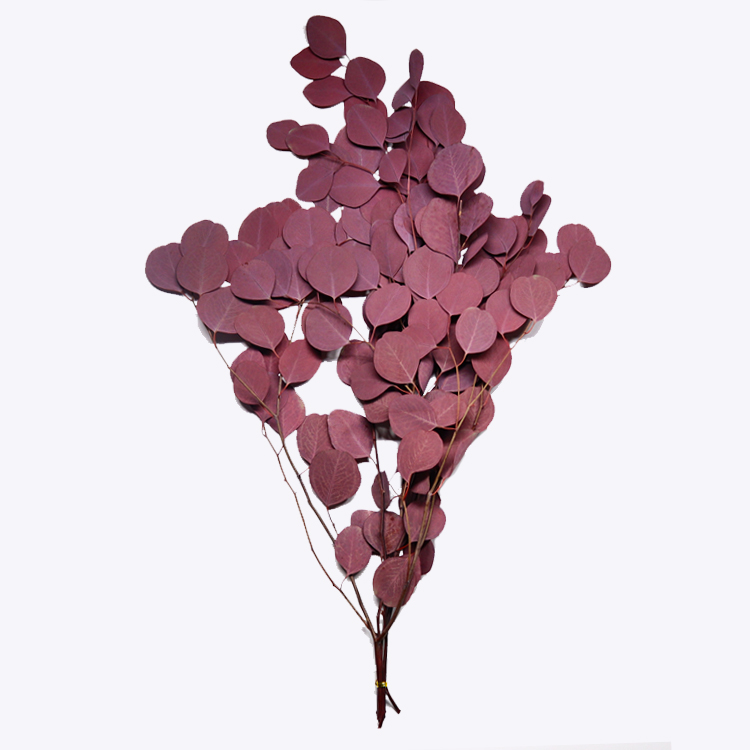 Soft Real Dried Eucalyptus Leaves Can Last 3-5 Years For Decoration