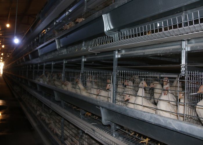 8 Tiers Commercial Poultry Equipment Wire Poultry Cages Simple Structure