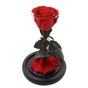 Wholesale Preserved Red Rose In A Glass Dome Delicate Decoration For Home / Indoor from china suppliers