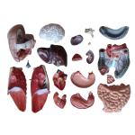 PVC Medical Training 85cm Human Anatomy Model With 21 Parts