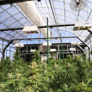 Wholesale LED Lighting System Light Deprivation Greenhouse for Growing Crops from china suppliers