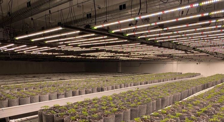 660nm 1000 Watt LED Grow Lights