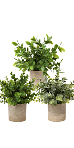 small plants decor