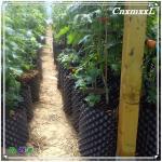Convenient Round Plastic Plant air Pruning Pot