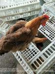 Chicken Transport Cage Adult Birds Cage Cage Poultry Transport Cage Box