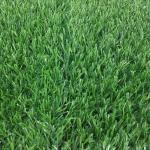 20mm Pile Pet Turf Grass For Roof Covering Hotel Outdoor Tile Flooring