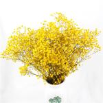 Non Toxic Harmless Preserved Baby Breath Flowers For Ins Valentine Gift
