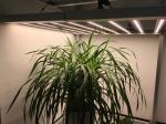 Horticulture IP65 3500K 1000 Watt LED Grow Lights