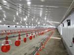 Wind Resistant Commercial Poultry House Q355 Chicken Farm Steel Structures
