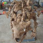 Park Decoration Dinosaur Skeleton Replica Life Size Sunproof