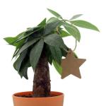 Stars Shape Flexo Printing For Christmas Celebration Cardboard Gift Tags