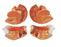 Female External And Internal Genital Organs Model For Colleges Training