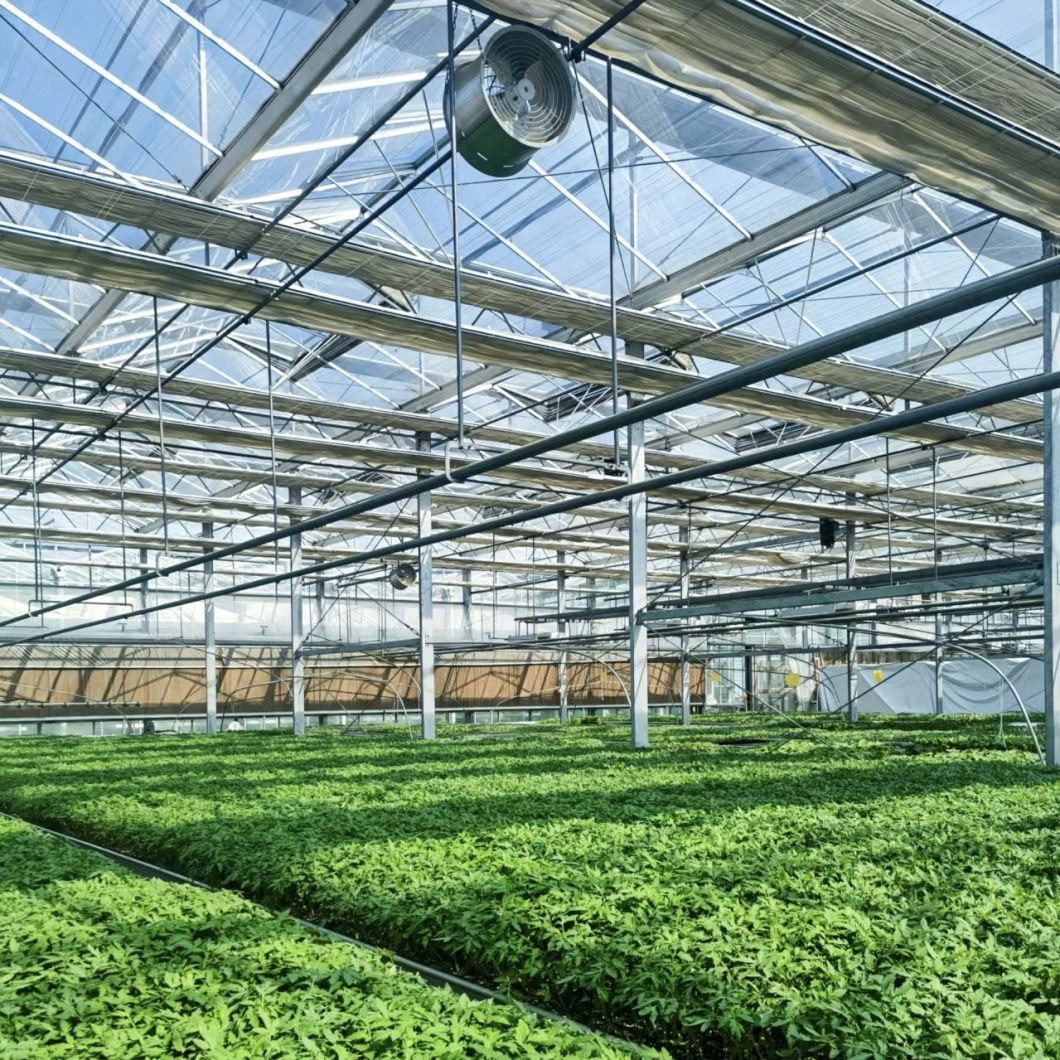 Modern Glass Greenhouse Hydroponic Vegetable System