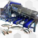Stainless Steel 304 Yellow Croaker Grader 12pcs Roller Sardine Mackerel Grader