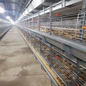Wholesale 60-144 Broiler Poultry Equipment , ISO9001 Wire Bird Breeding Cages from china suppliers