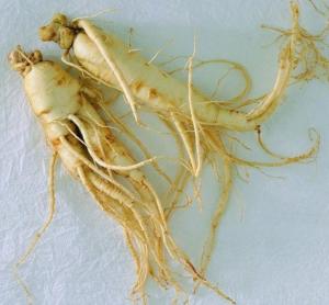Wholesale 100% panax ginseng root extract ginsenosides 20% HPLC powder from china suppliers