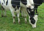 Goat Sheep Cattle 4.0mm Wire Mesh Farm Fencing Corrosion Resistance
