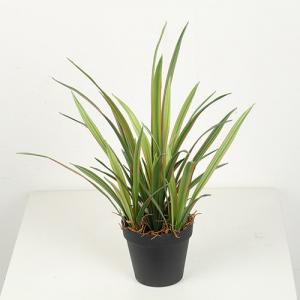Wholesale High Simulation 45 CM 56 CM 65 CM Artificial Orchid Leaves from china suppliers