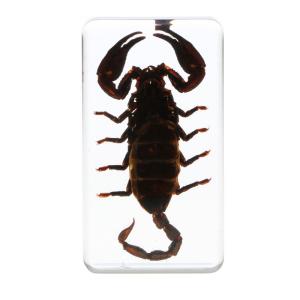 Wholesale Insect Specimen Resin Paperweight Biology Anatomy Education Teaching Tool Educational Toy from china suppliers