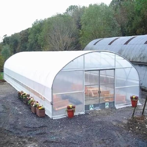 Tropical Tomato Growing Plastic Single-span Film Greenhouse Wholesale For
