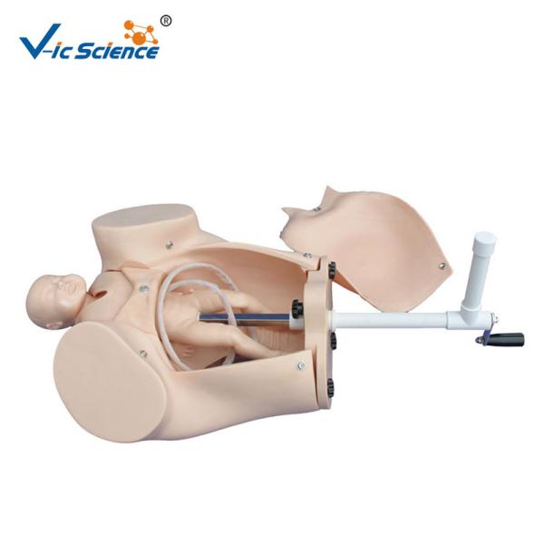 Plastic Medical Training Manikins Childbirth Simulator Female Reproductive