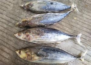 Wholesale 6 Fatty Acids Whole Round Seafrozen 3kg Freezing Skipjack Tuna from china suppliers