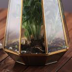 Irregular Geometric Glass Terrarium , Tabletop Diy Geometric Terrarium