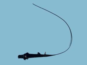 Wholesale Olympus URF-P7 Uretero-renoscope Fiberscope from china suppliers