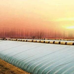 Wholesale Package Gross Weight 2000.000kg Lightweight Sunlight Greenhouse for Growing Vegetables from china suppliers