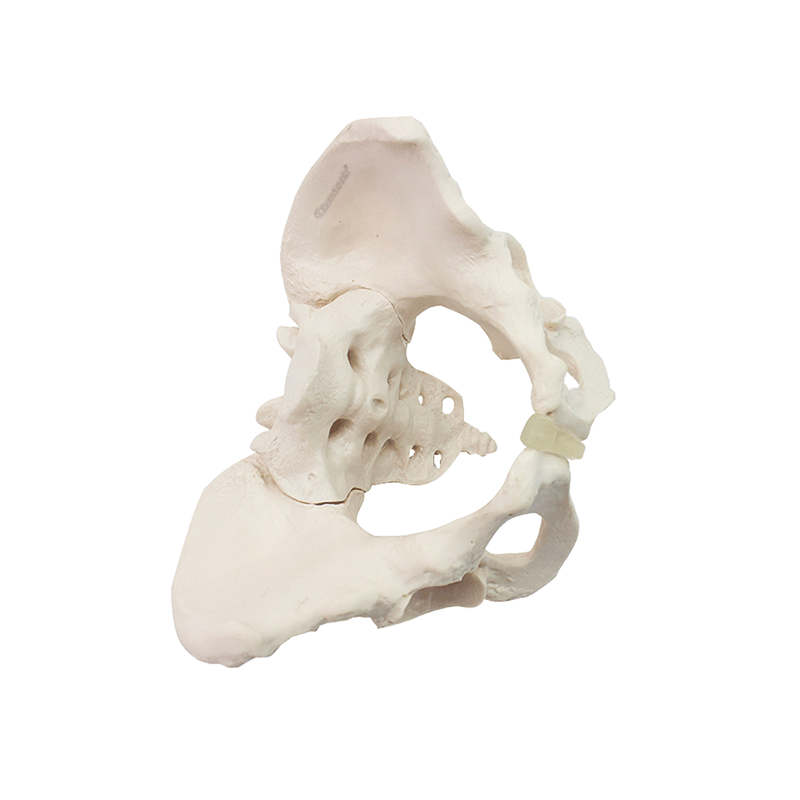 Eco-friendly PVC 1:1 Life Size Medical Education Artistic Creation Design Ergonomics Physical Education Female Pelvic Model